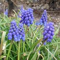 Muscari armeniacum